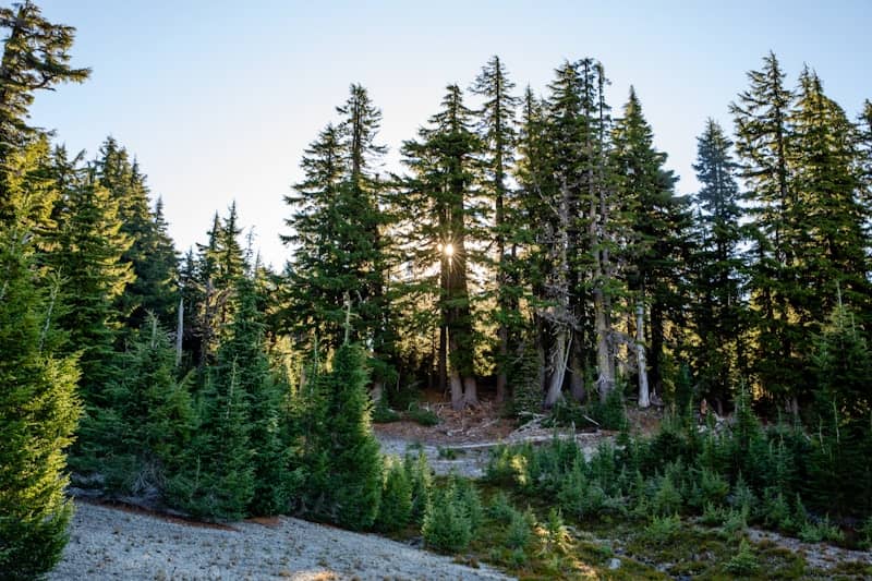 A forest filled with lots of tall pine trees